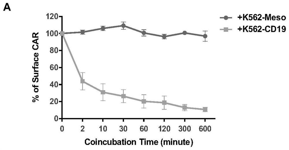 Chimeric antigen receptor lack of ubiquitination and application of chimeric antigen receptor