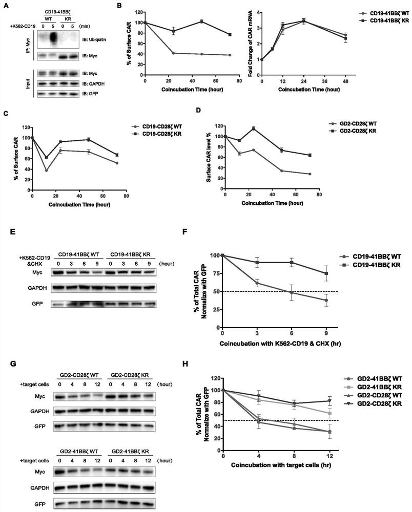 Chimeric antigen receptor lack of ubiquitination and application of chimeric antigen receptor