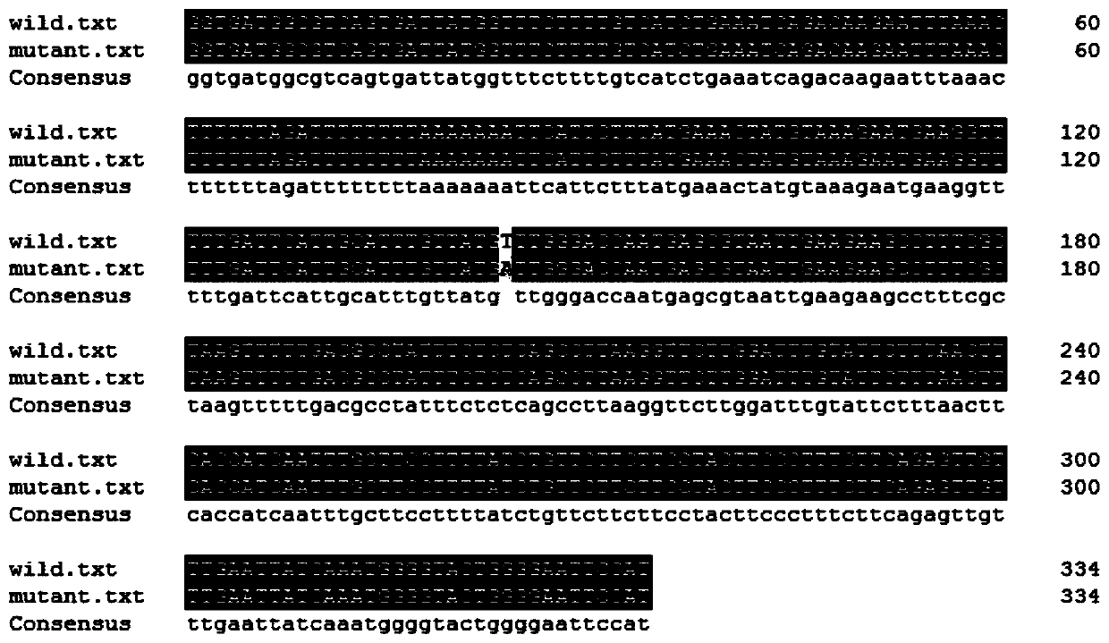 SNP molecular marker closely linked to tomato male sterility gene and its obtaining method and application