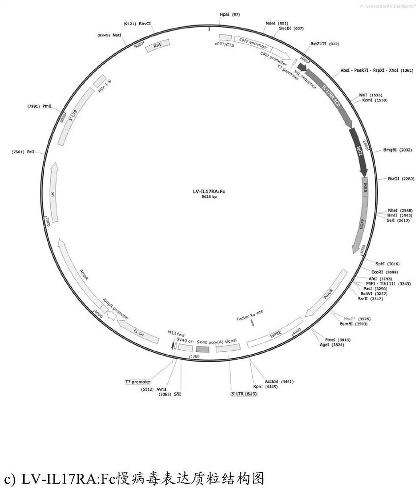 A kind of mesenchymal stem cell for treating autoimmune disease and its preparation method and application