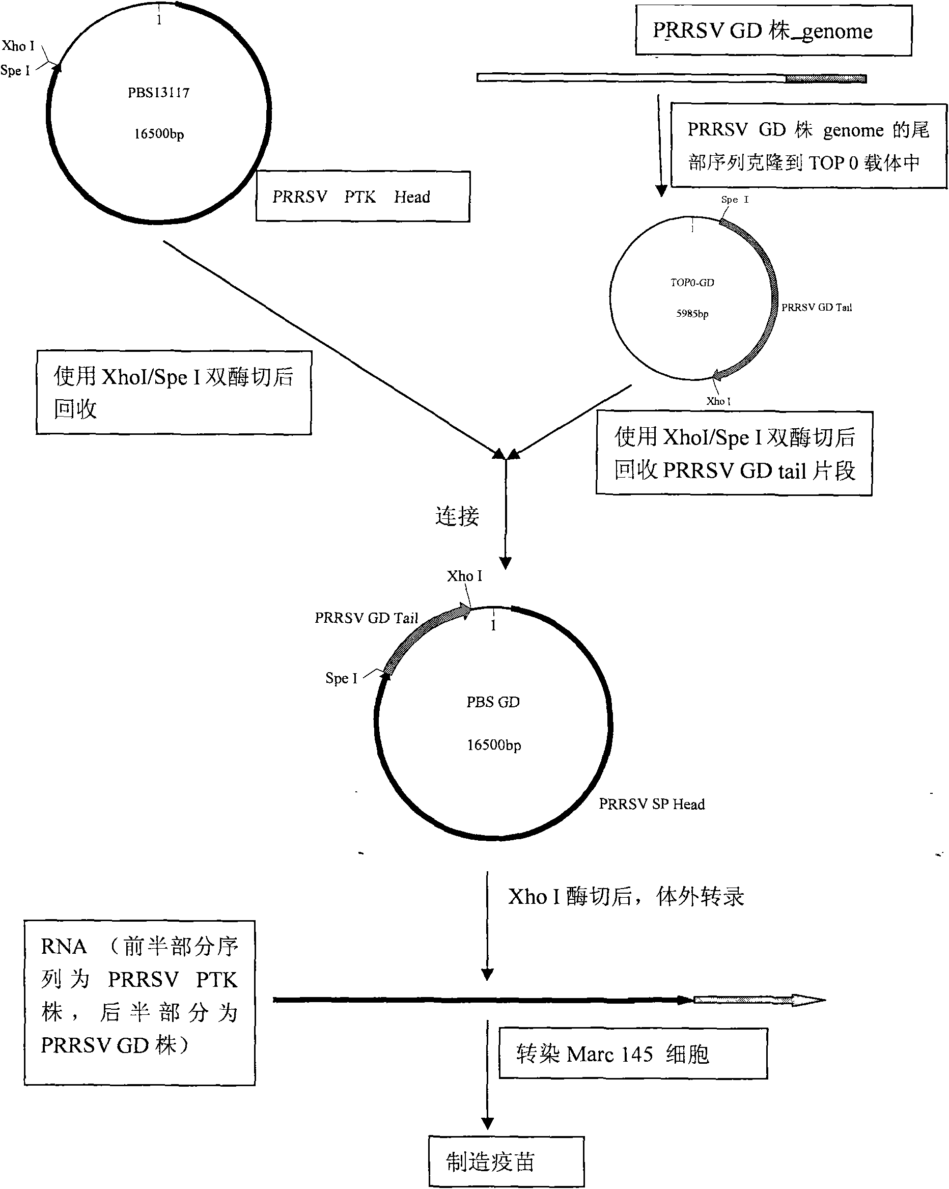 Porcine reproductive and respiratory syndrome virus chimeric recombinant vaccine strain and method for producing living vaccine with same