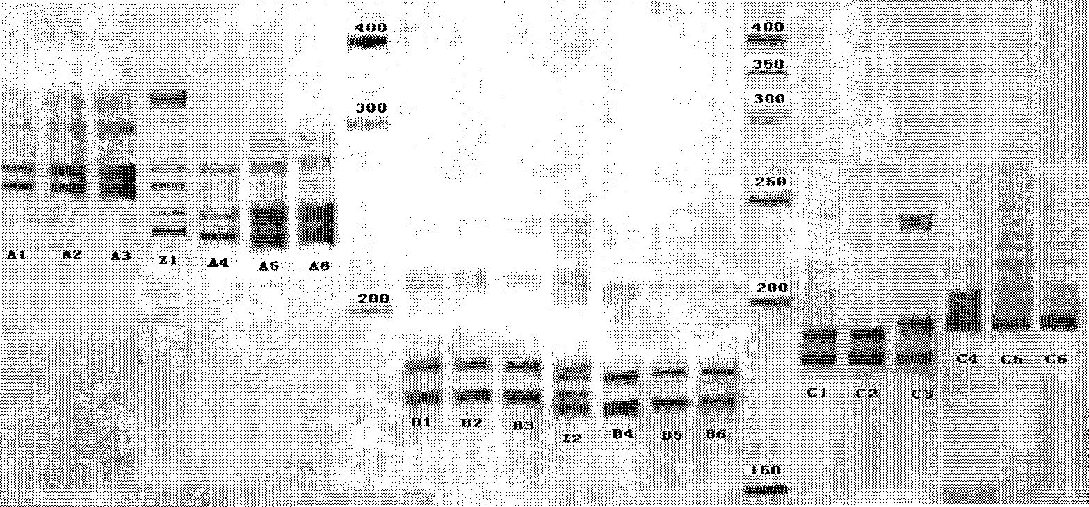 Marking method for indicating and distinguishing domestic and wild Bactrian camel DNA microsatellites