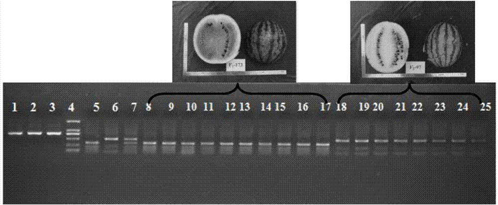 Molecular marker MboII-37 for indicating and identifying watermelon pulp color and application