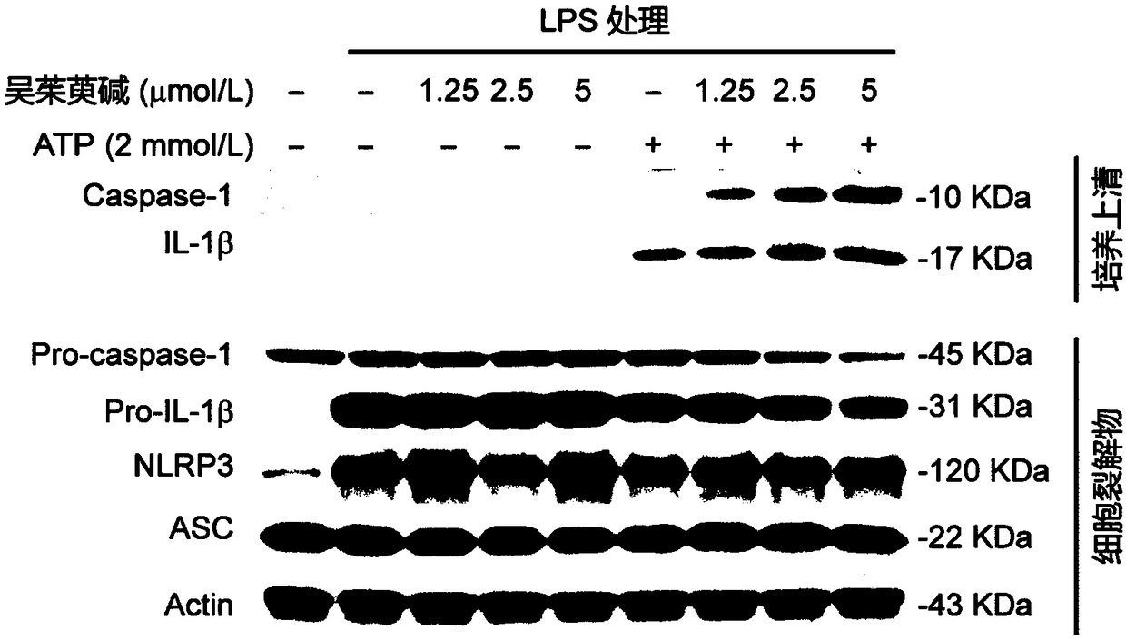 Application of evodiamine in preparation of medicine for enhancing activation of NLRP3 inflammasomes