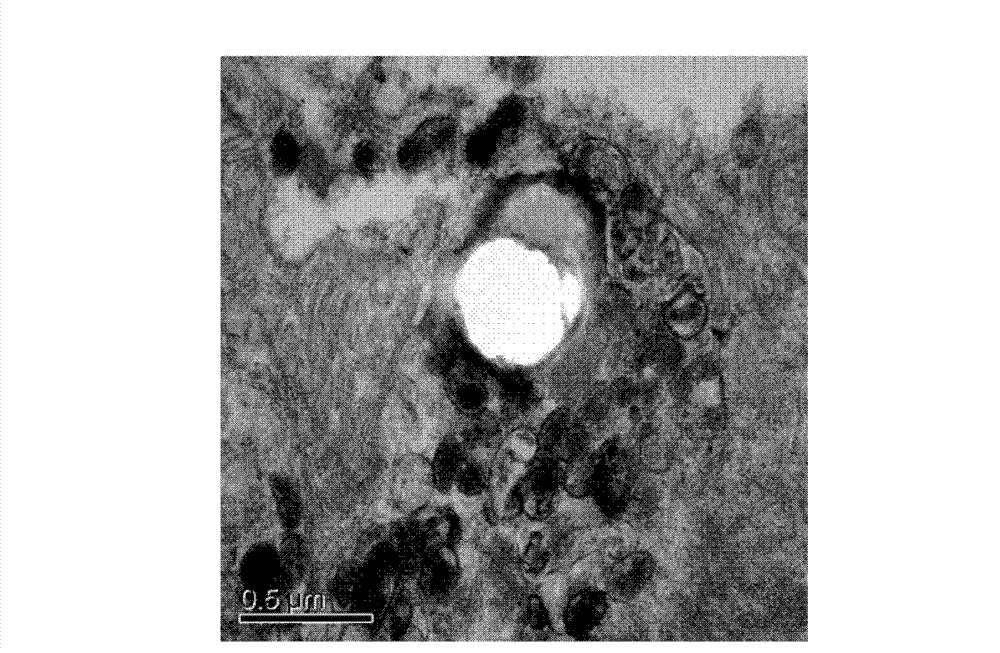 Chick embryo culture method for White spot syndrome virus