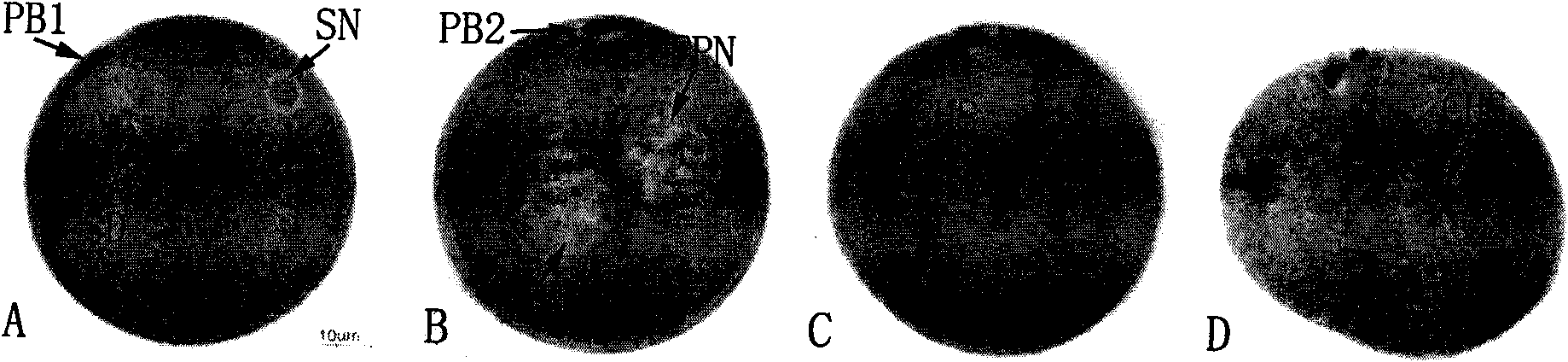 Paraffin wax slicing method of ocean shellfish oocyte