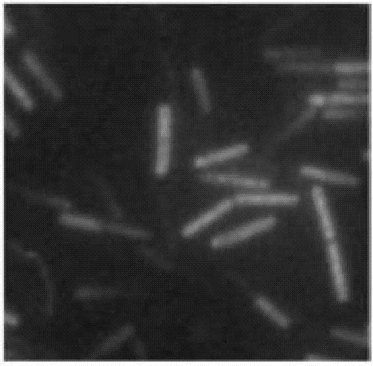 Molecular beacon probe, kit and method for rapidly detecting urinary tract infection bacteria