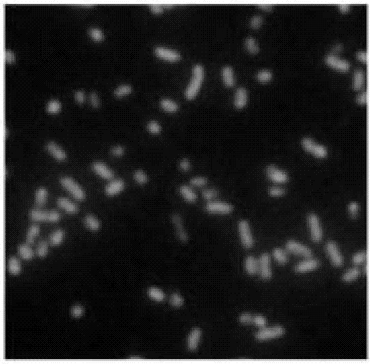 Molecular beacon probe, kit and method for rapidly detecting urinary tract infection bacteria