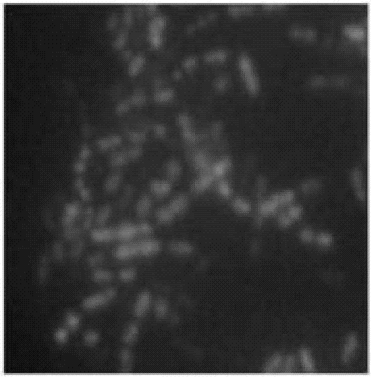 Molecular beacon probe, kit and method for rapidly detecting urinary tract infection bacteria