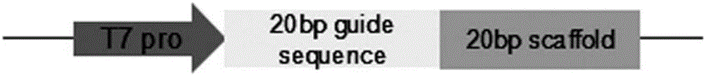 Establishment method of T7-RNA-polymerase-mediated CRISPR (clustered regularly interspaced short palindromic repeats)/Cas9 gene editing system