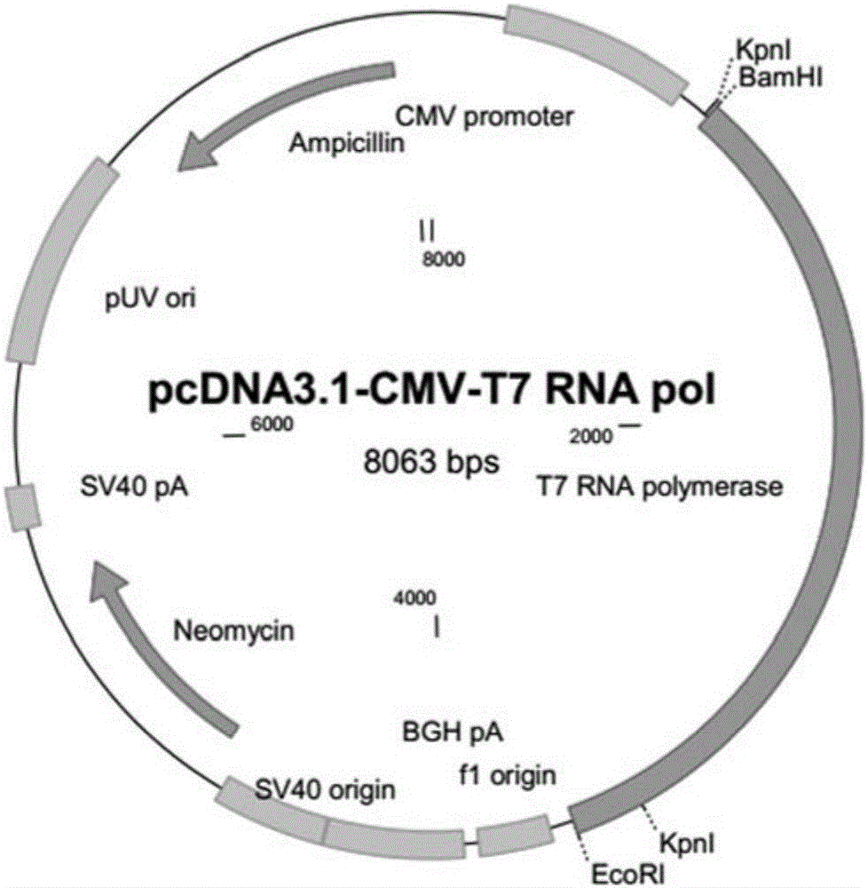 Establishment method of T7-RNA-polymerase-mediated CRISPR (clustered regularly interspaced short palindromic repeats)/Cas9 gene editing system