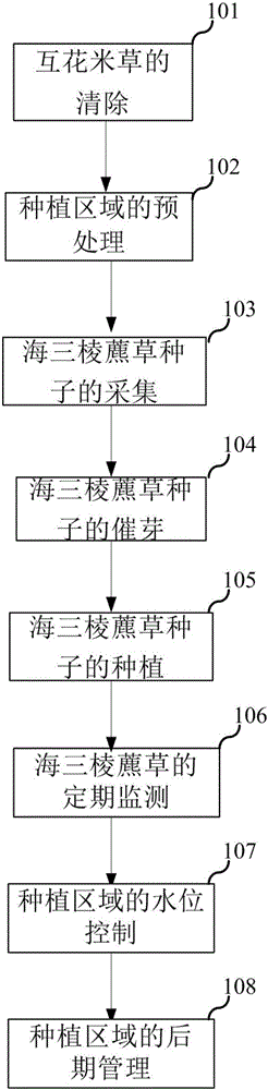 Planting method for recovering natural scirpus mariqueter population