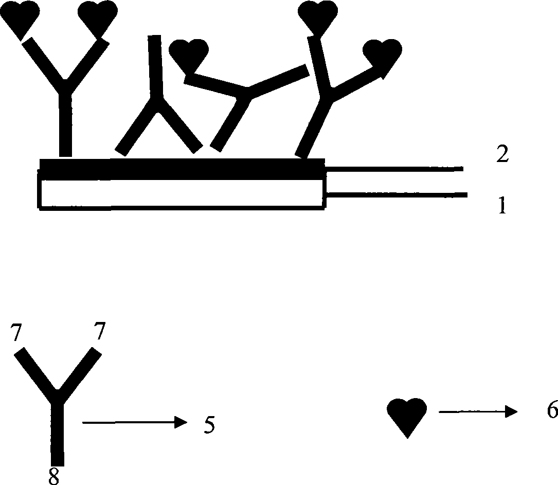 Optical fiber bio probe for directionally fixing antibody and method for making same