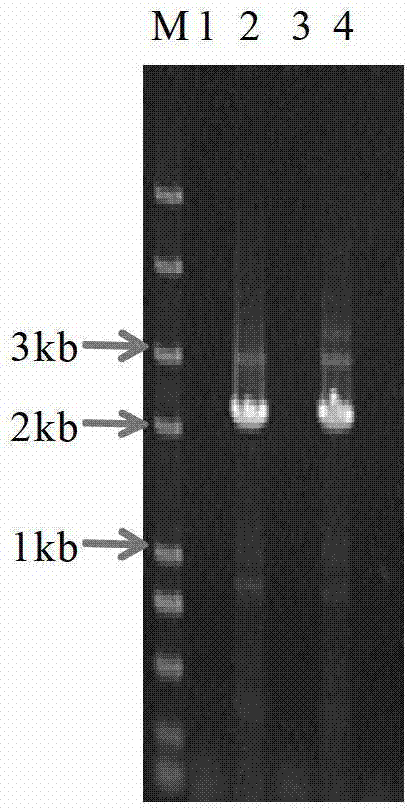 Fungus cellulose enzyme system constitution/characteristic regulation gene and application thereof