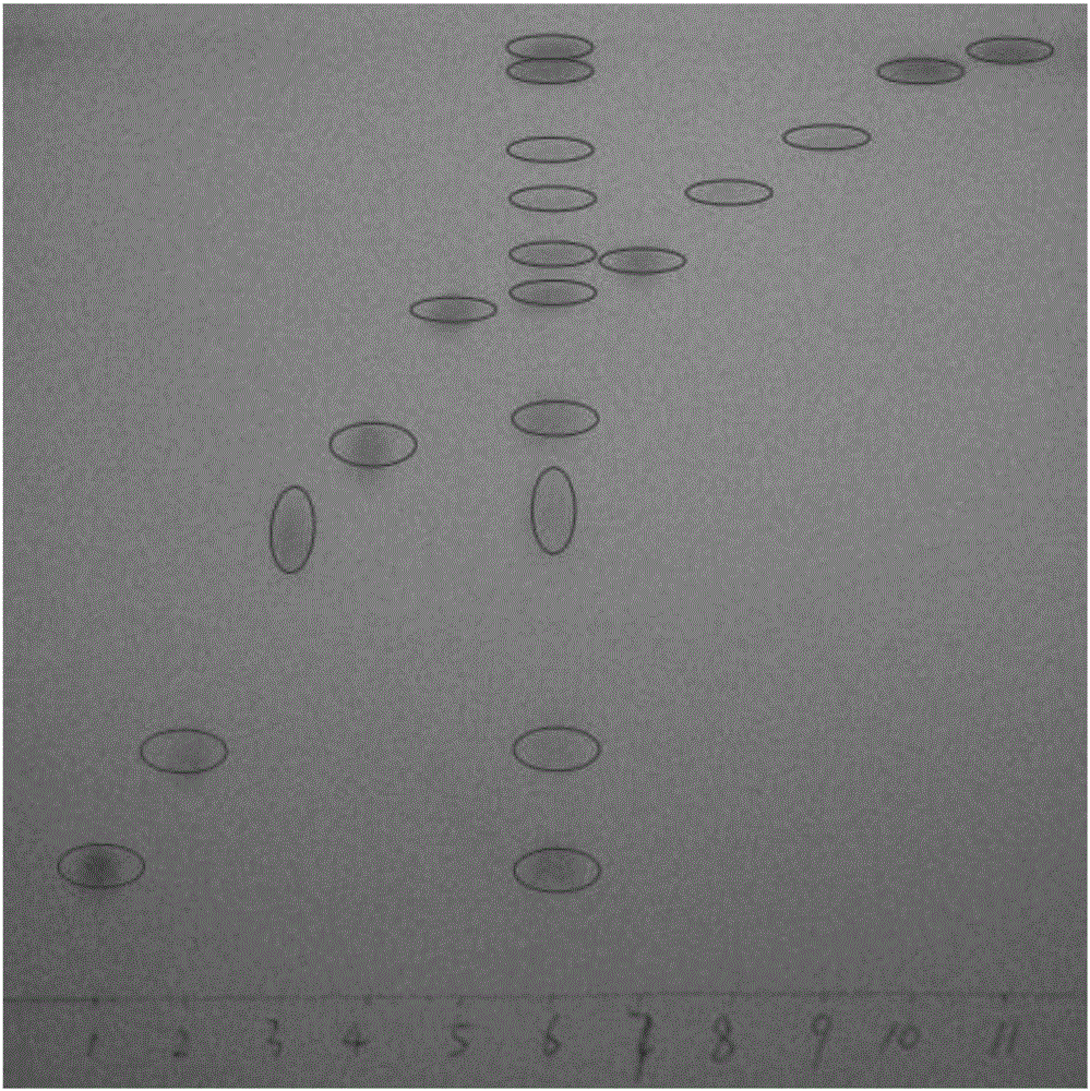 Method for rapidly and simultaneously detecting ten adulterated components in lipid lowering Chinese patent medicine