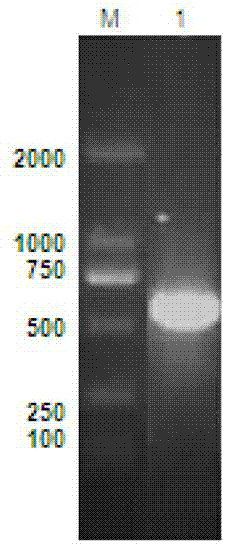 Production method and application of recombinant human non-glycosylated erythropoietin and polyethylene glycol modified product thereof