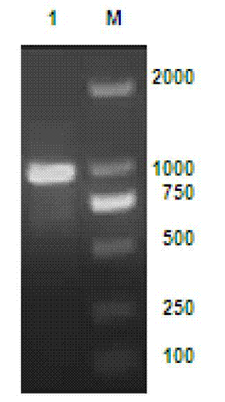 Production method and application of recombinant human non-glycosylated erythropoietin and polyethylene glycol modified product thereof