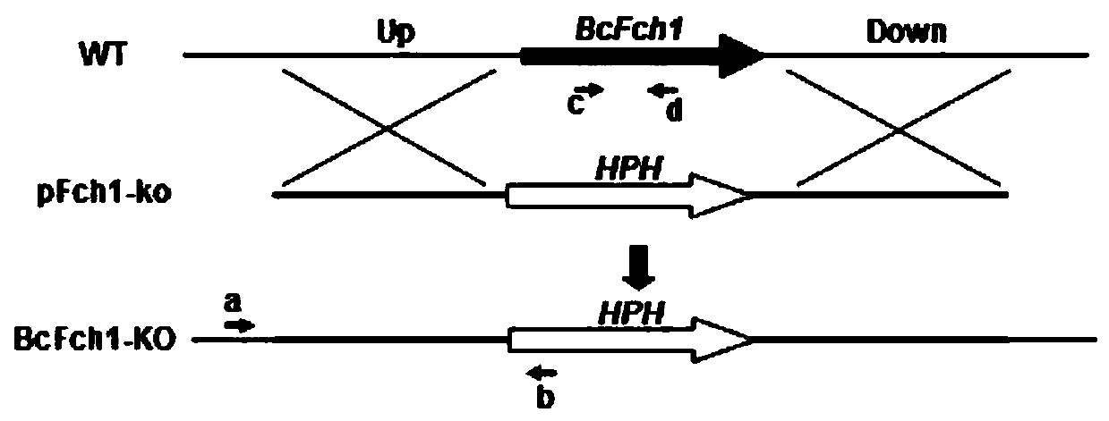 A Botrytis cinerea gene bcfch1 related to pathogenicity and its application