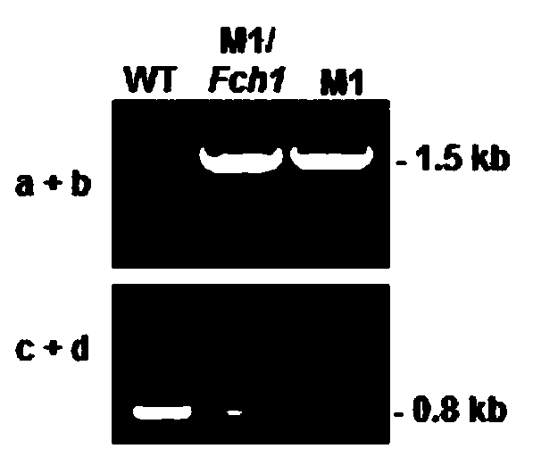 A Botrytis cinerea gene bcfch1 related to pathogenicity and its application