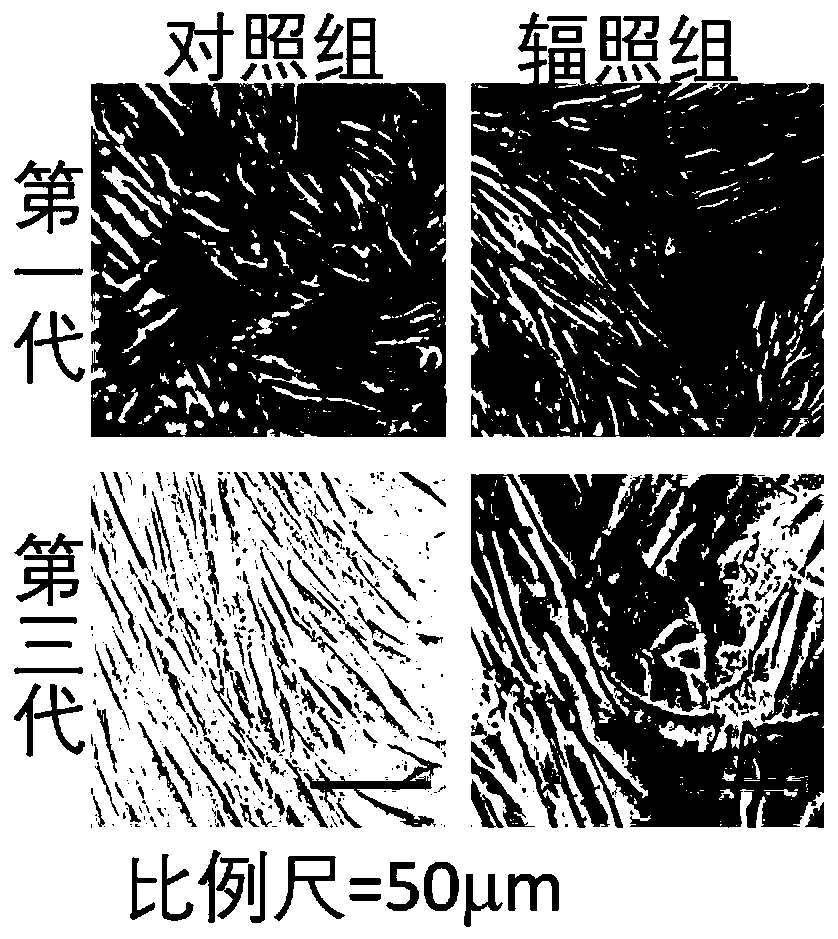 Cell strain subjected to long-term passage after gamma ray irradiation of human skin fibroblasts and construction method of cell strain