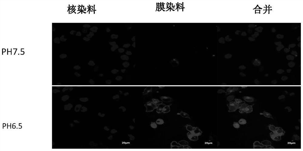 A kind of human tissue factor coagulation complex and its preparation method