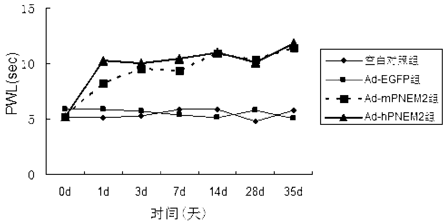 Method for producing endomorphin 2 via high-efficiency expression, and application for same