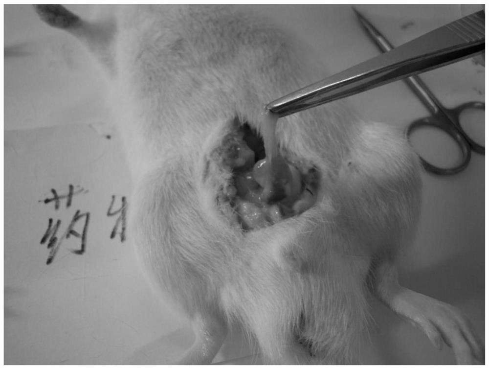 Composition containing flos sophorae immaturus/kernel of fructus actinidiae chinensis for treating prostatic diseases and preparation of composition