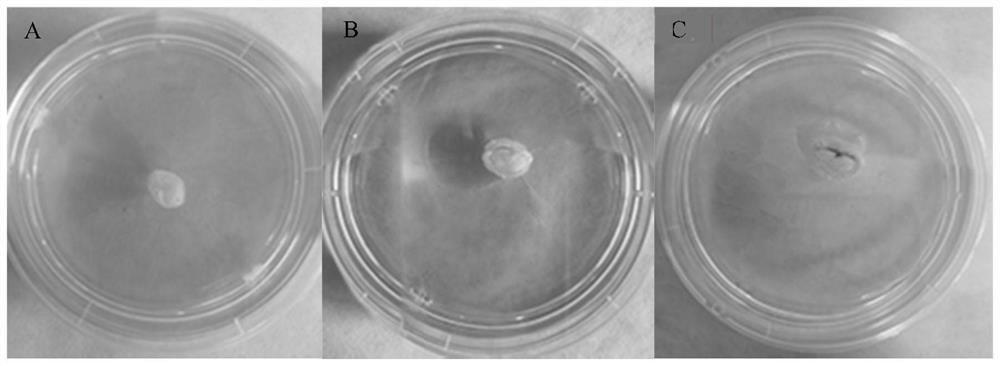 Ginseng stem cell isolated culture method using biological reaction device