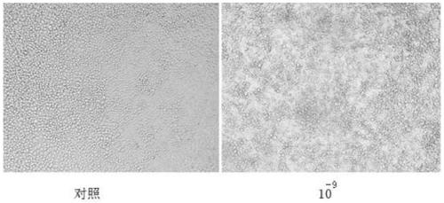 Low serum medium applicable to culturing of LMHs cell adhering to walls and preparation method of low serum medium