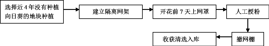 Propagation method of new sunflower number 19 restorer 654 R for oil