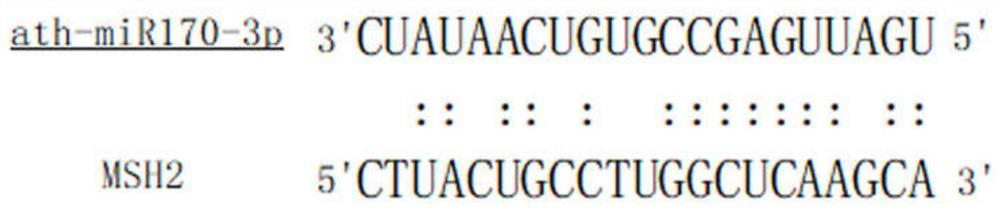 Method for detecting ath-miRNA170-3p targeted MSH2 by using tobacco dual luciferase report system