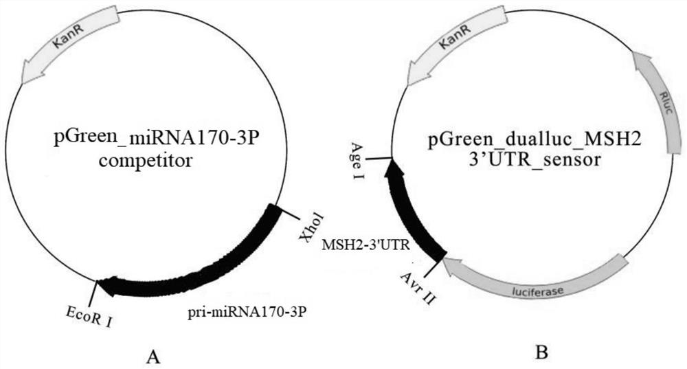 Method for detecting ath-miRNA170-3p targeted MSH2 by using tobacco dual luciferase report system