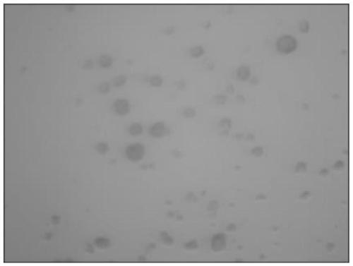 Method for separating mycoplasma ovipneumoniae