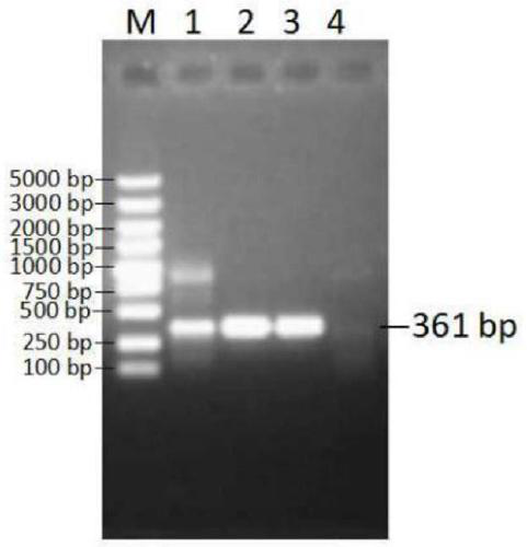 Method for separating mycoplasma ovipneumoniae