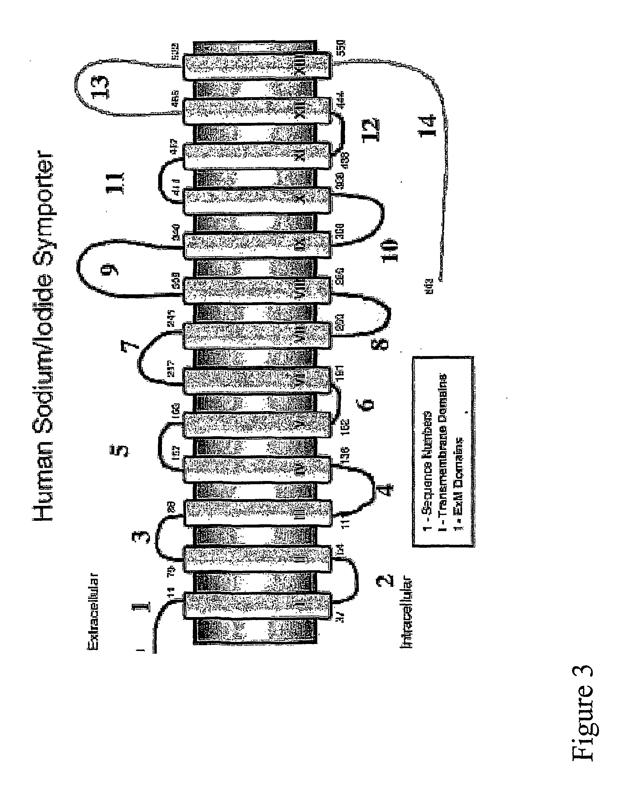 Modified sodium iodide symporter proteins and genes for imaging and cancer therapy