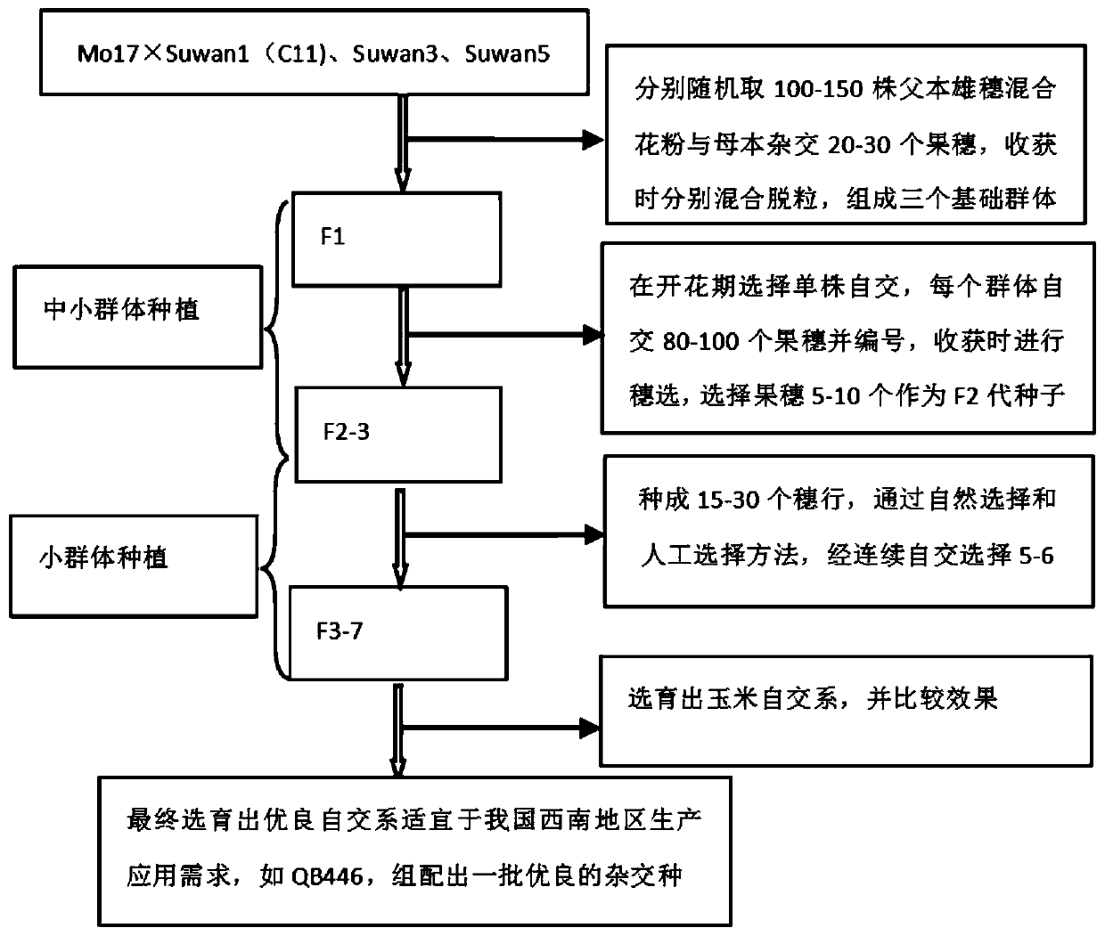 Breeding method of temperate and tropical corn selfing line QB446