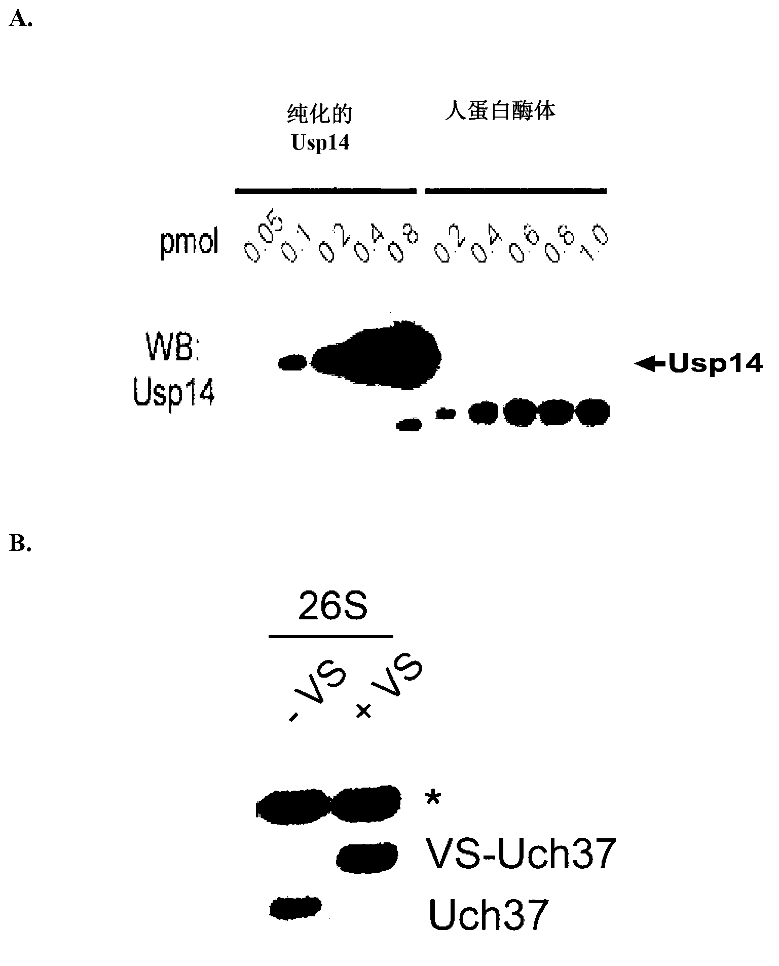 Compositions and methods for enhancing proteasome activity