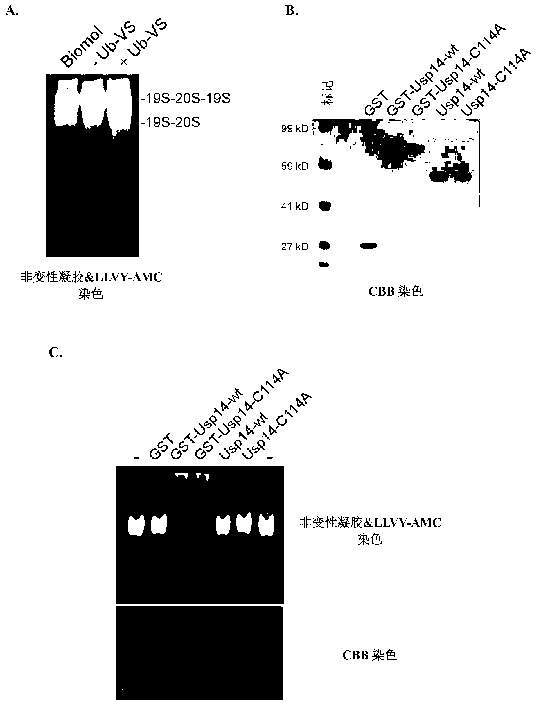 Compositions and methods for enhancing proteasome activity