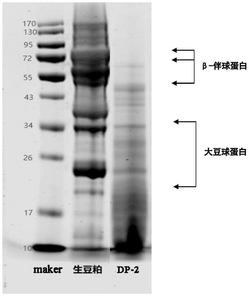 Bacillus velezensis strain for soybean meal fermentation