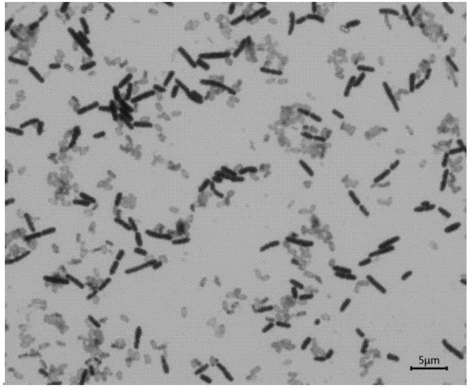 Strain bacillus subtilis SEM-9 from silkworm excrement and application thereof