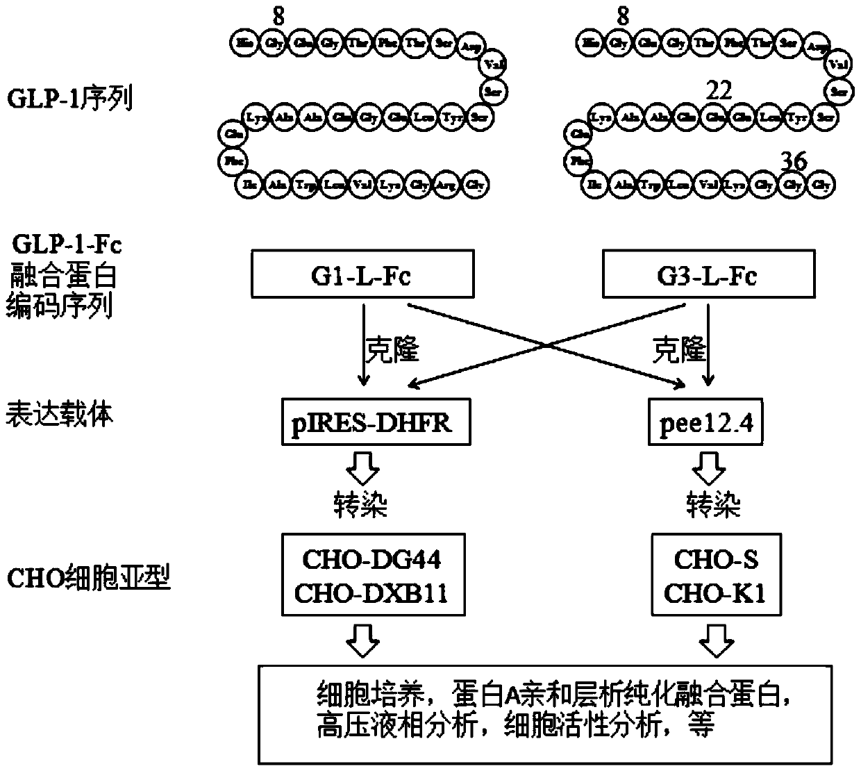 Preparation method of glp-1 or its analogue and antibody fc fragment fusion protein