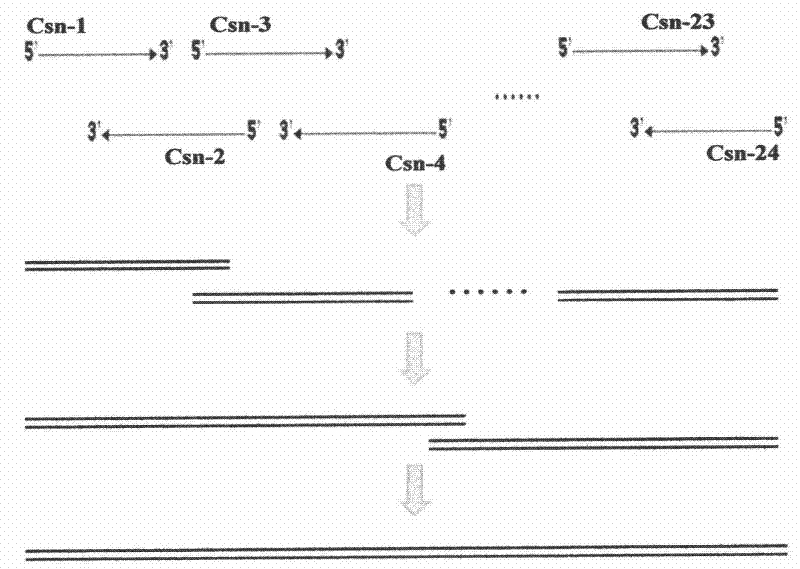 Thermostable chitosanase-producing engineered yeast strain and production method of thermostable chitosanase