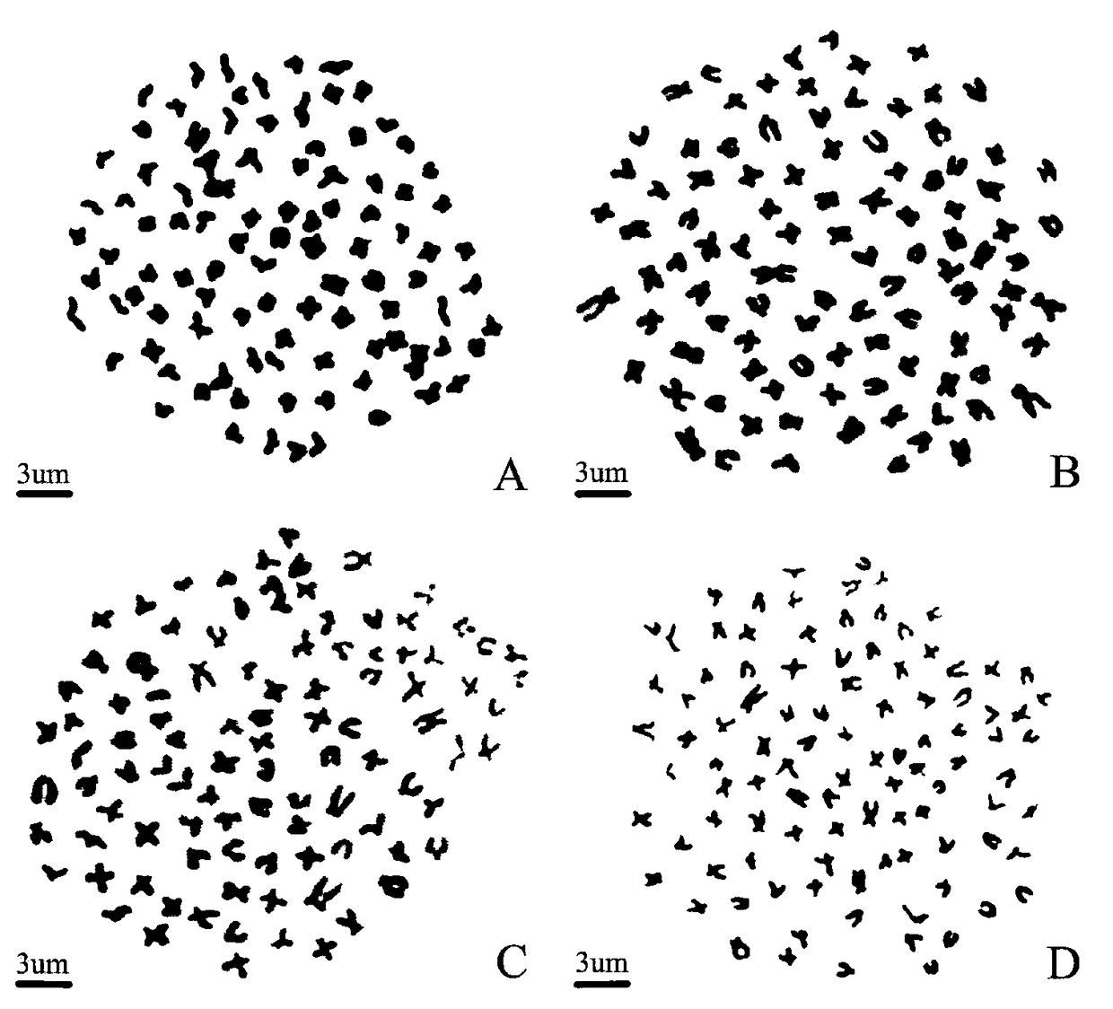 Method for establishing hybrid line of Japanese white crucian carp and red crucian carp and cultivation method of zygotic crucian carp No. 2