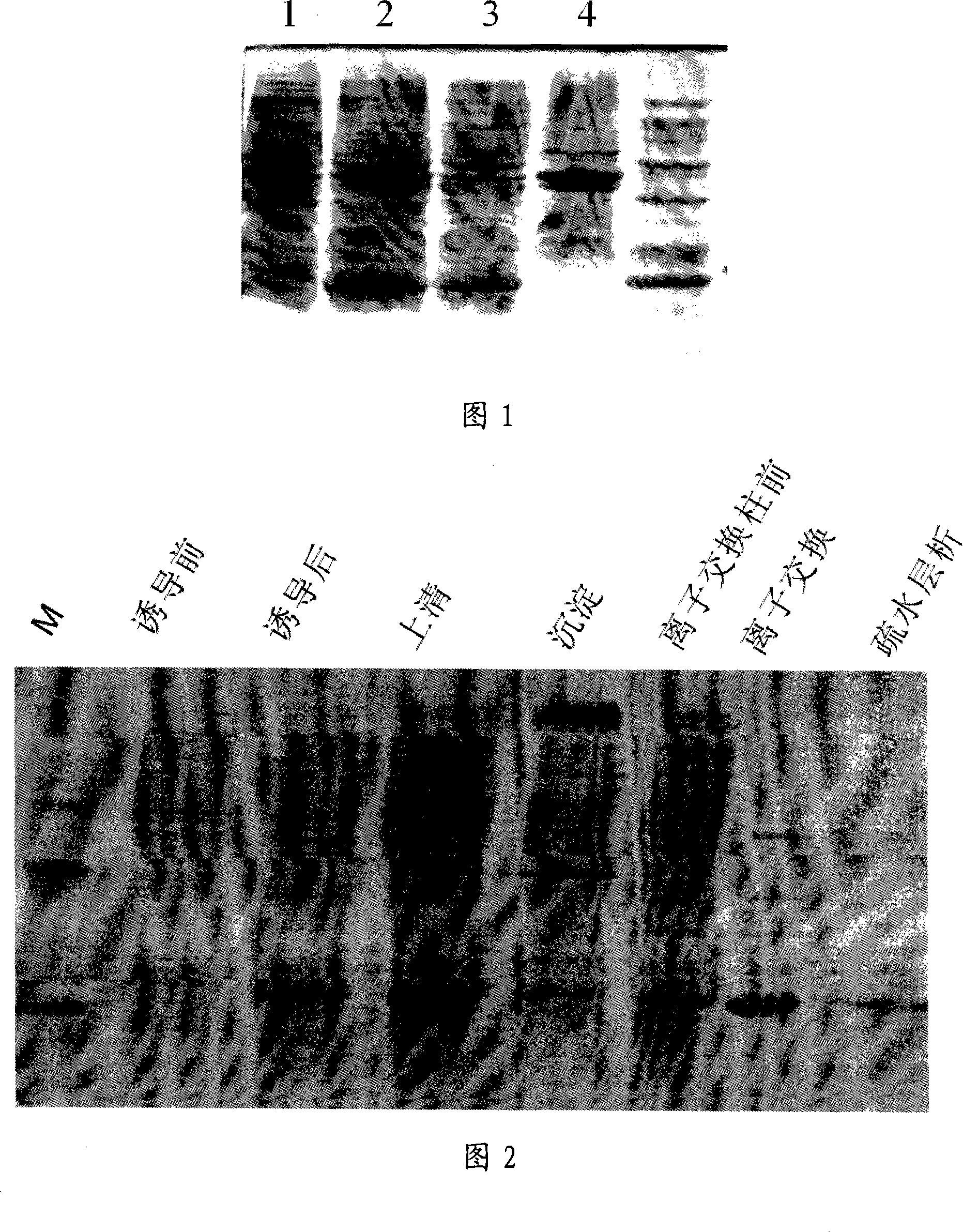 Application of human recombination protein PDCD5 in preparing tumor chemotherapy sensitizing medicine