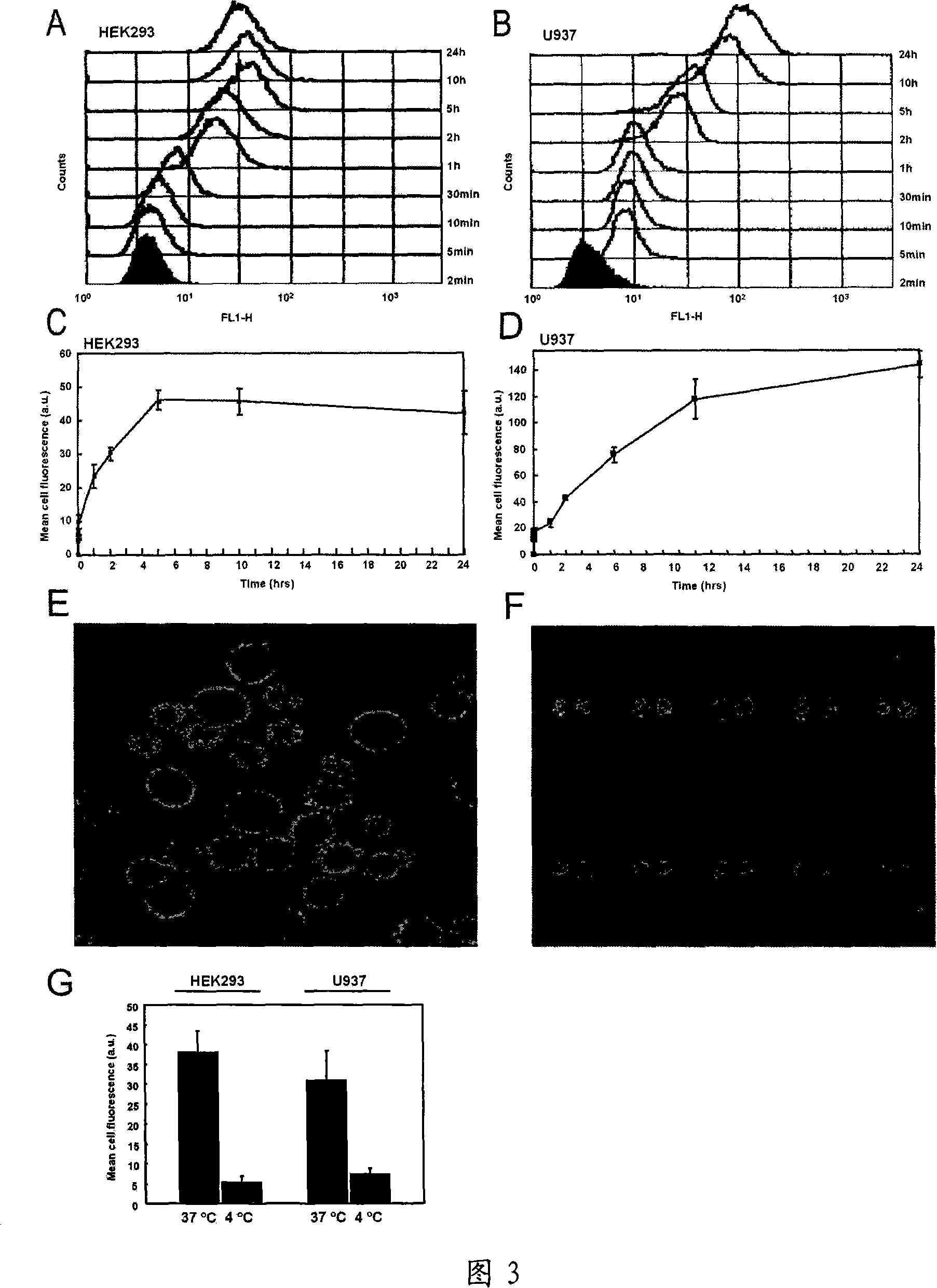 Application of human recombination protein PDCD5 in preparing tumor chemotherapy sensitizing medicine