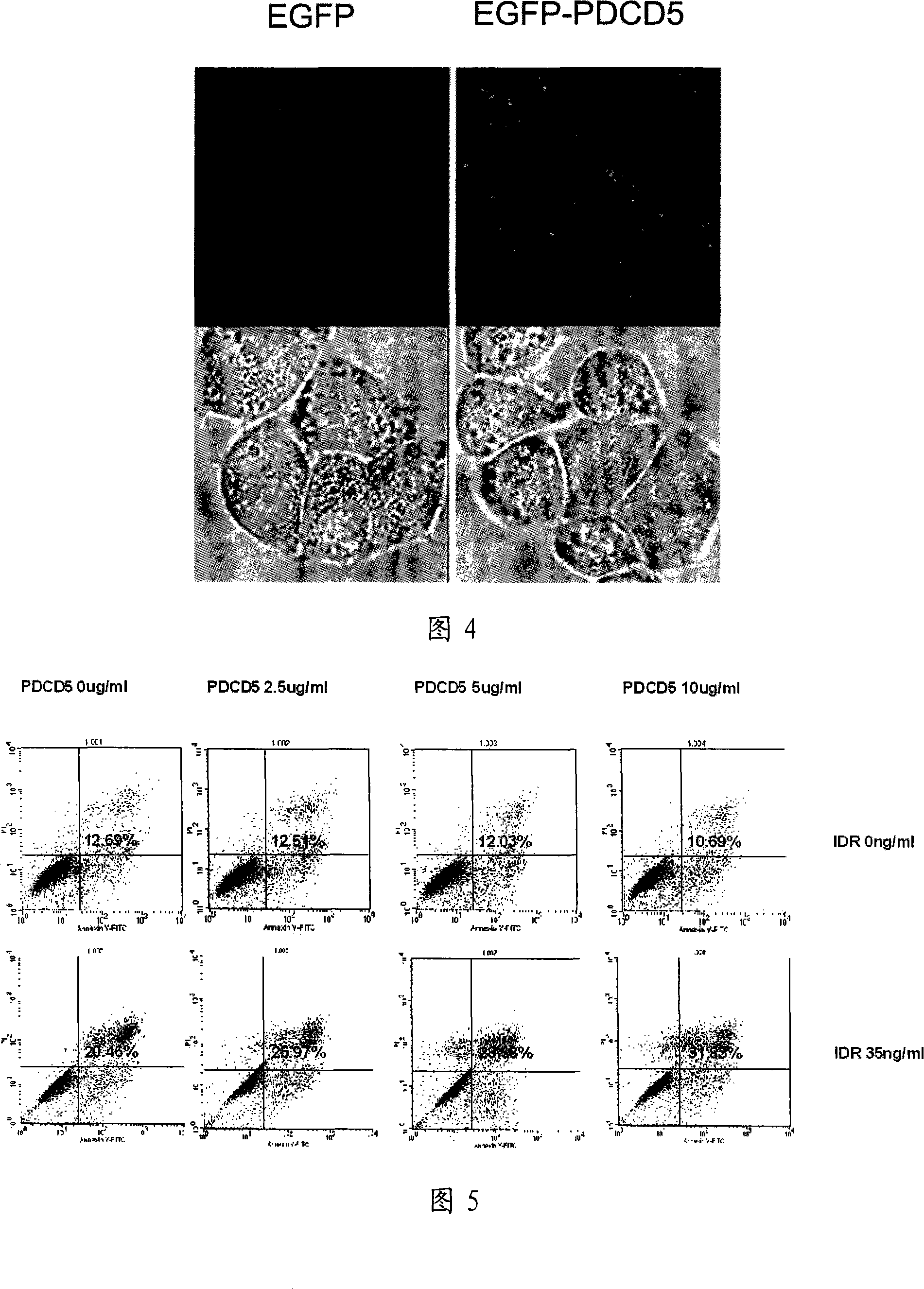 Application of human recombination protein PDCD5 in preparing tumor chemotherapy sensitizing medicine