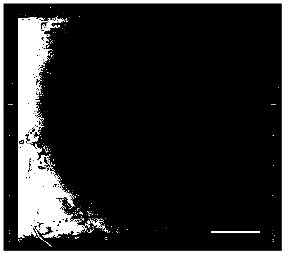 Paper-based microfluidic chip and preparation method thereof