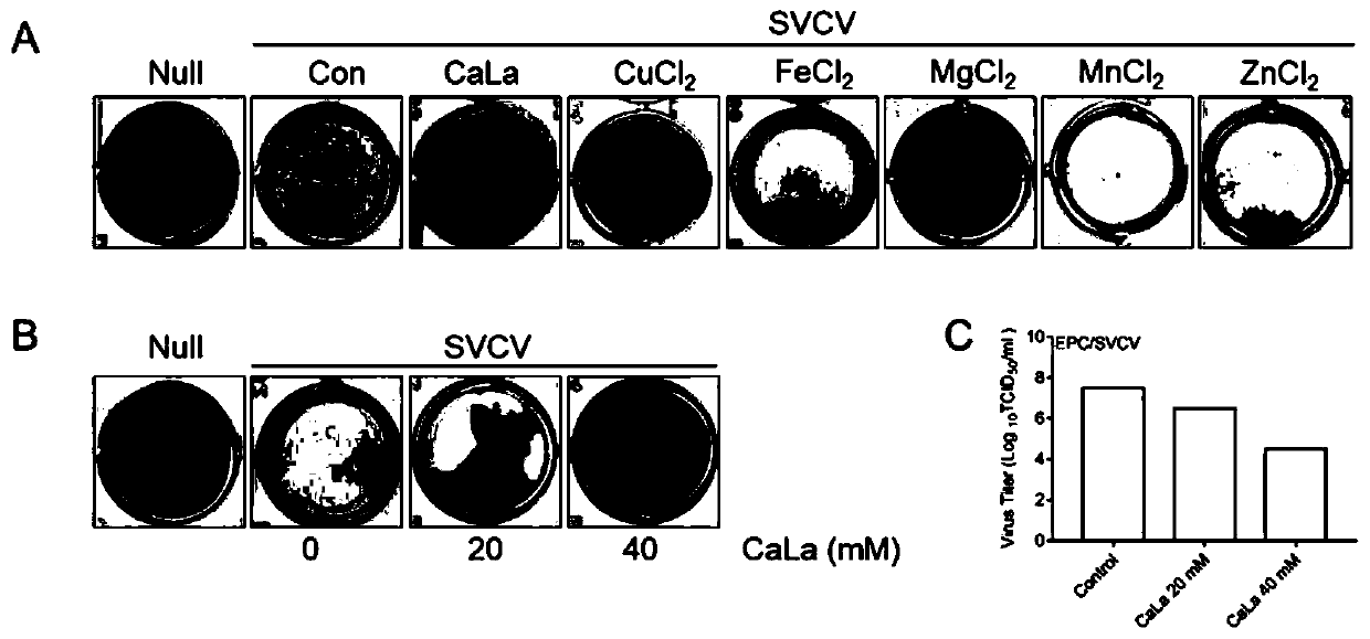 Application of calcium lactate in preparation of medicine for preventing and treating infection caused by spring viremia of carp virus (SVCV)