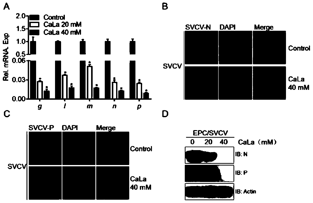 Application of calcium lactate in preparation of medicine for preventing and treating infection caused by spring viremia of carp virus (SVCV)