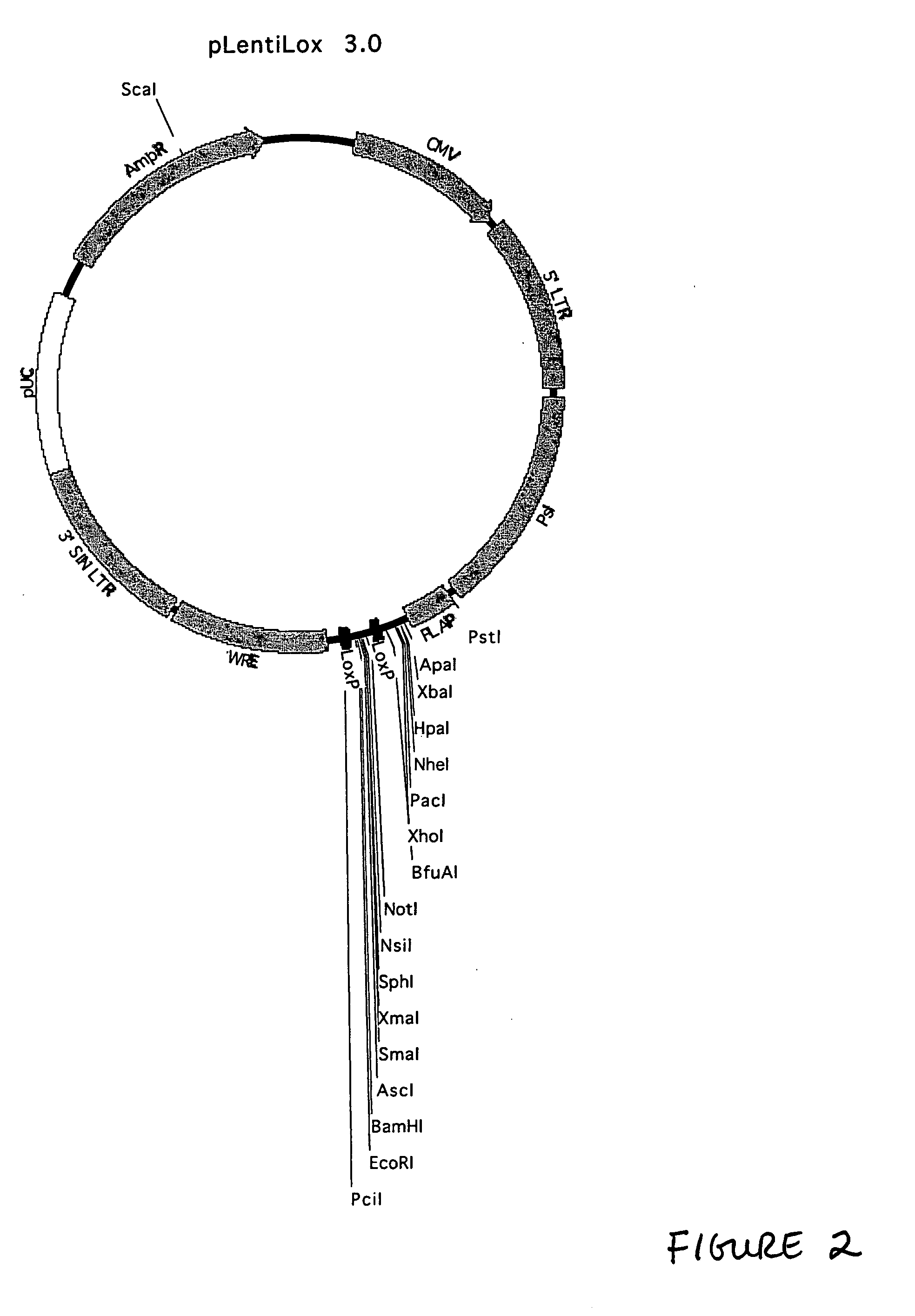 Lentiviral vectors, related reagents, and methods of use thereof